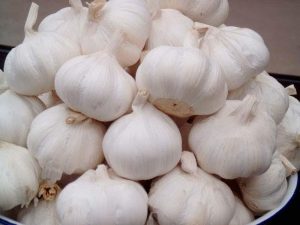 GARLIC