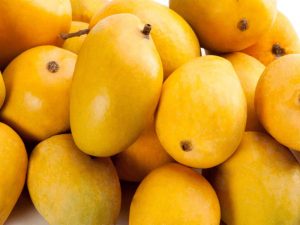 Loquat