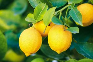 LEMON