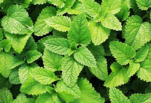 MINT LEAVES