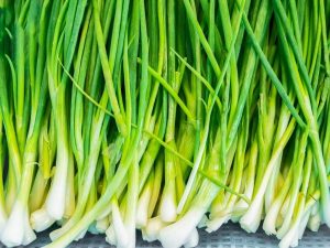 SPRING ONION